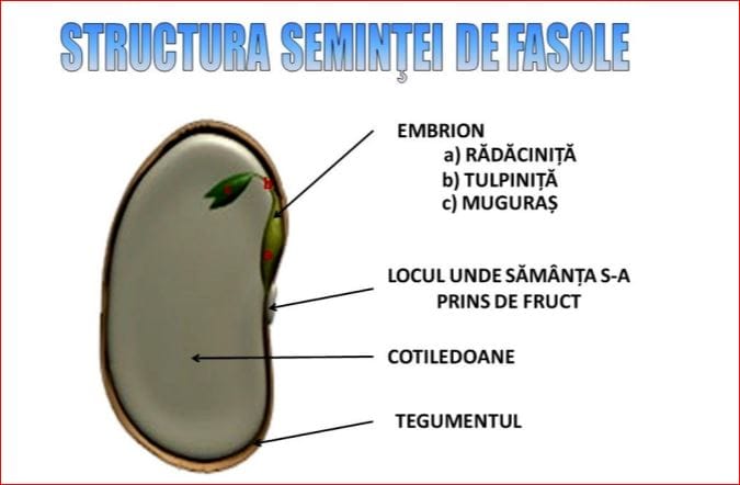fasole